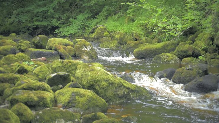 İrlanda'nın Donegal kentindeki Claddagh Nehri'nde, sağa doğru kameraya doğru akan suyun ağır çekim görüntüsü.