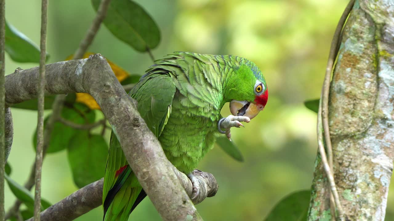 amazonas con corona roja en una rama de árbol en medio de un bosque, limpiando su pie, una especie de ave en peligro de extinción debido a la destrucción del hábitat y el comercio ilegal de mascotas