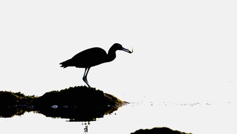 heron silhouette eating fish by water