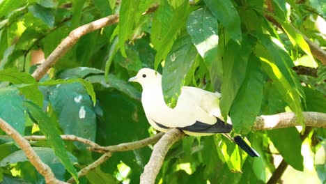 pigeon perched on branch in lush greenery