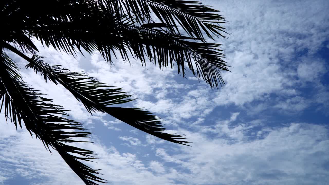 파란 하늘에 있는 정원 구름 속의 코코 나무.