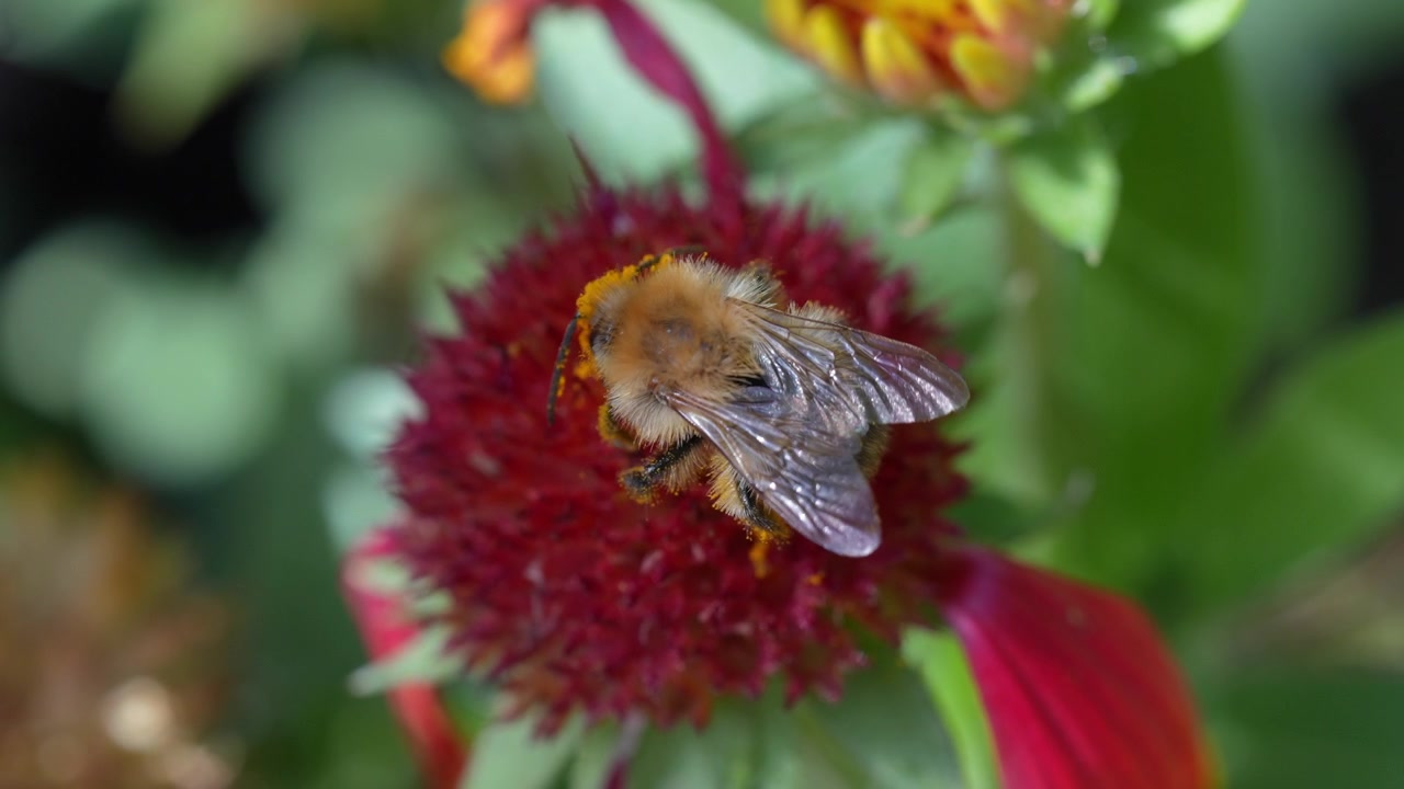Fuzzy bumblebee gathers nectar from a red blanket flower with yellow blooms in a garden.