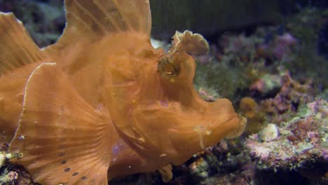 Rhinopía-Naranja,-También-Conocida-Como-Pez-Escorpión-Con-Solapa-De-Paleta,-Inmóvil,-Comienza-A-Caminar-Sobre-El-Arrecife-De-Coral-Durante-El-Día,-Toma-De-Primer-Plano-Que-Muestra-La-Parte-Delantera,-Vista-Lateral