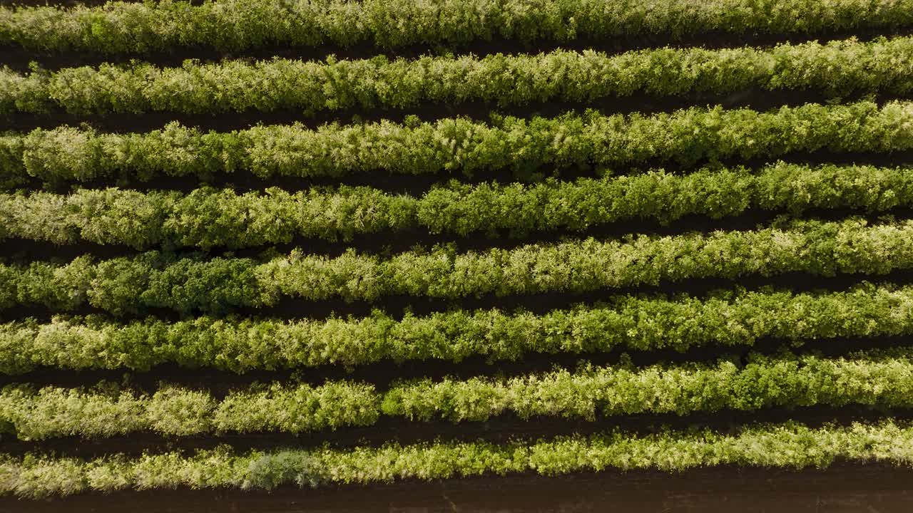 granjas de café de west maui, hawai, ee. uu. aéreo 4k