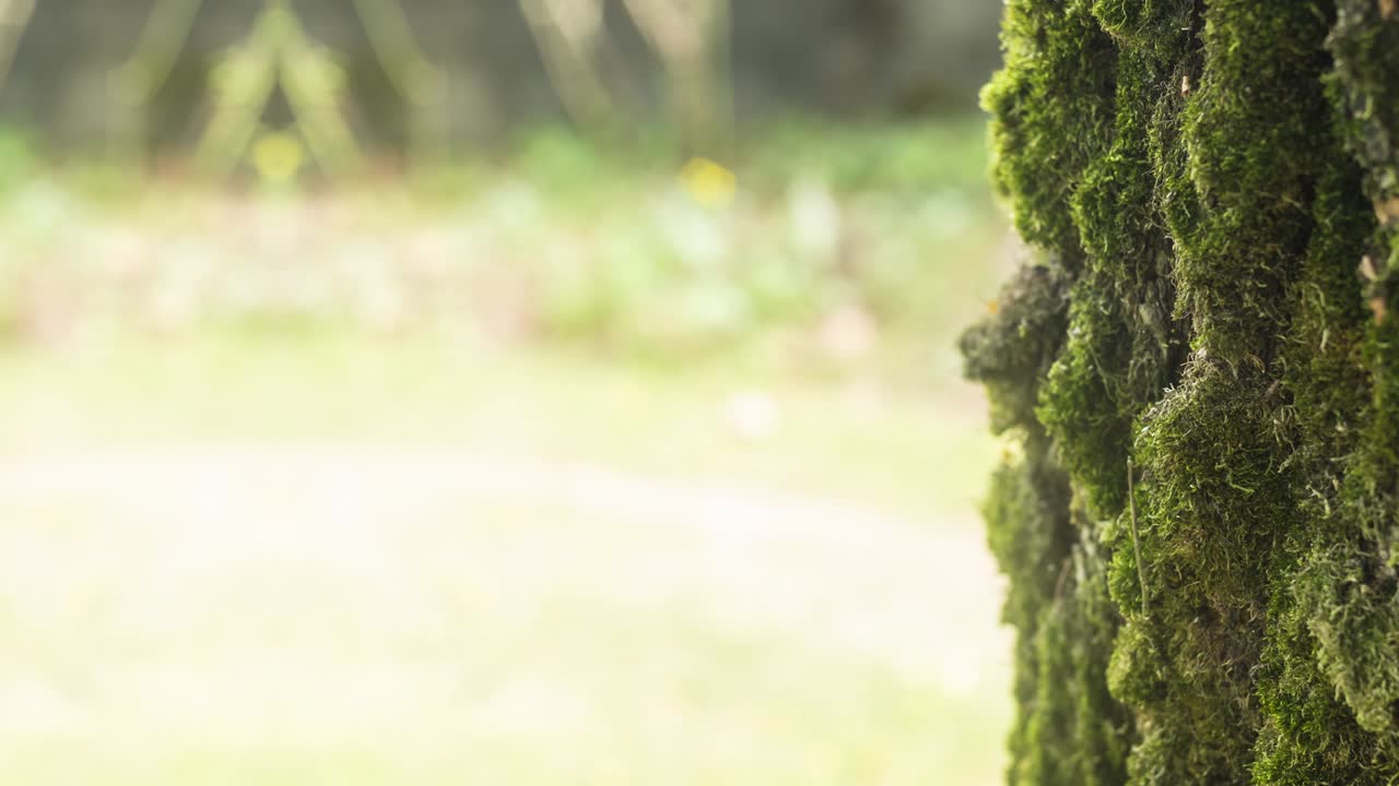 беспрерывный цикл скольжения по коре деревьев и траве