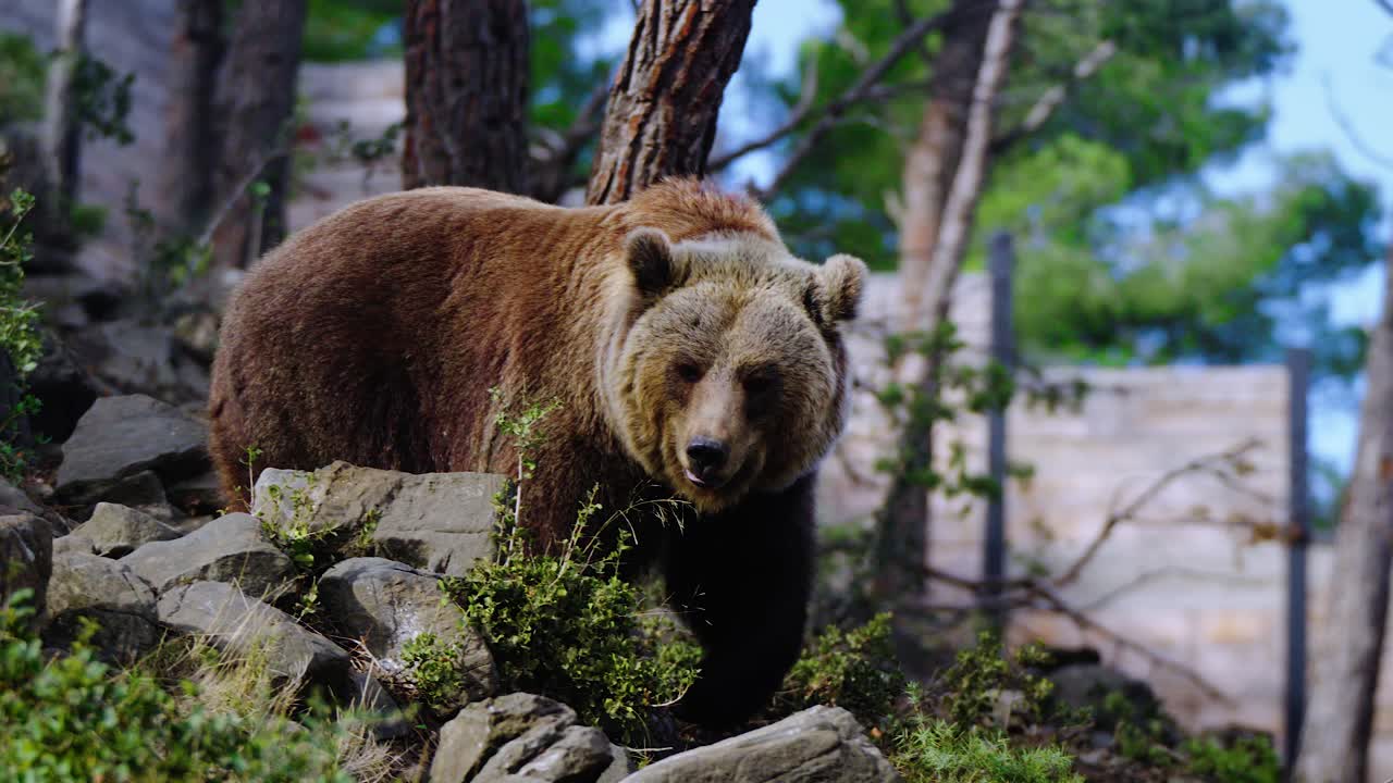 enorme oso grizzly salvaje buscando comer en la naturaleza, ecozonia park, perpignan, francia