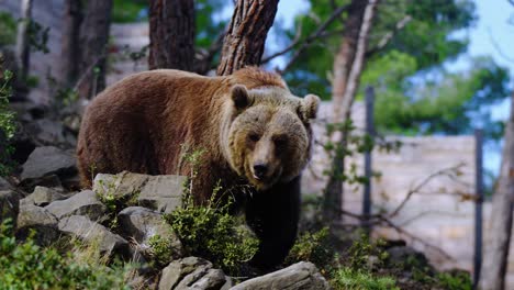 Huge-Wild-Grizzly-Bear-Searching-To-Eat-In-Nature,-Ecozonia-Park,-Perpignan,-France