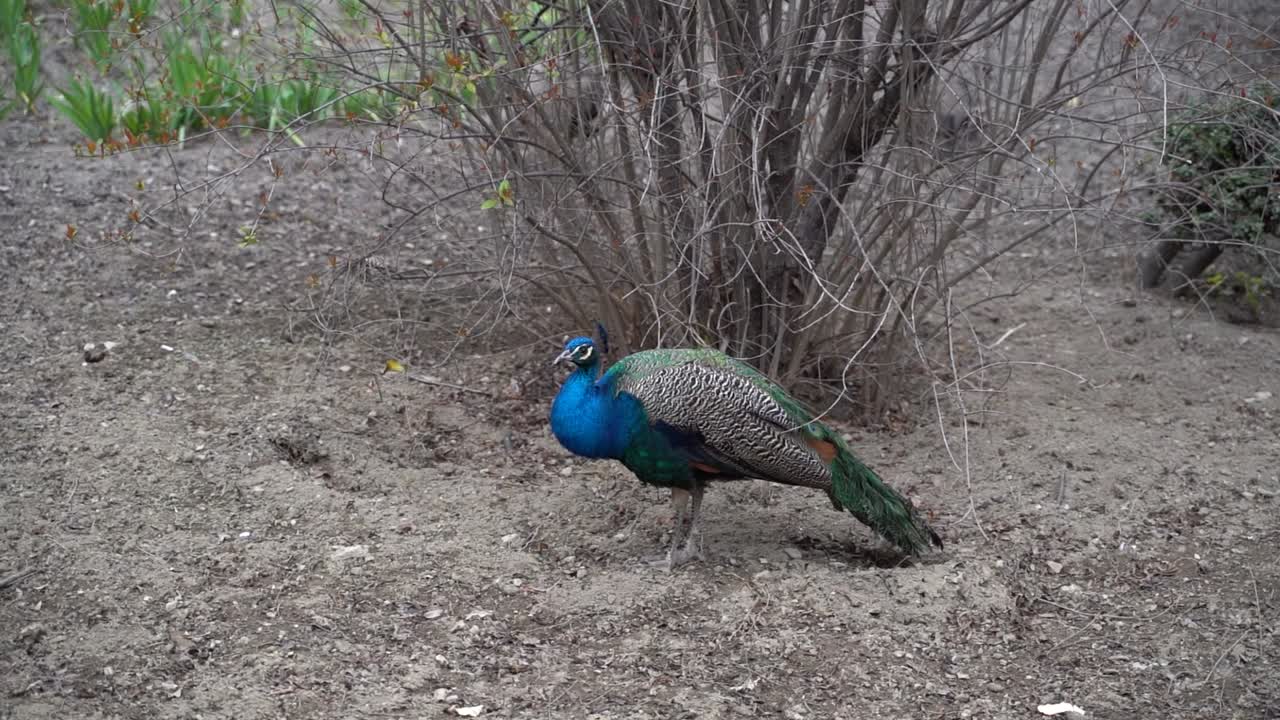 공중 정원 안에 있는 수컷 공작의 슬로우 모션 보기