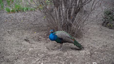 vista en cámara lenta del pavo real macho dentro del jardín público