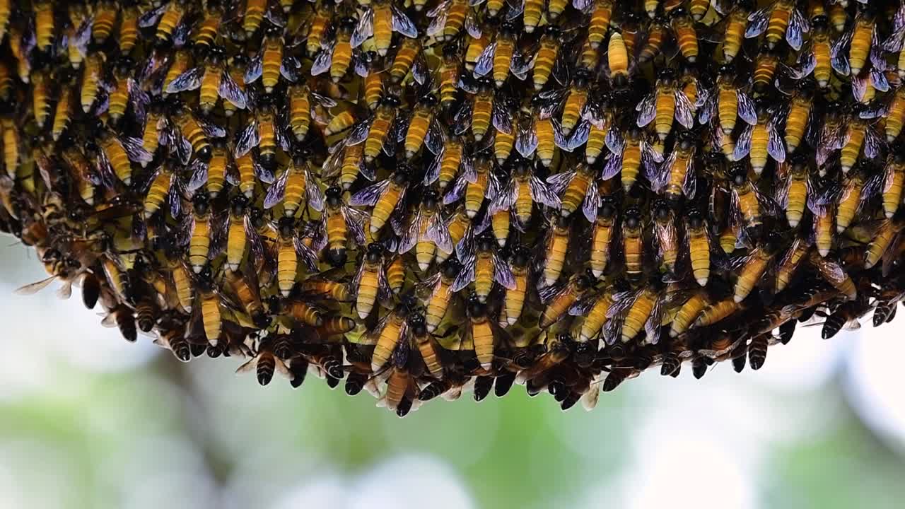 se sabe que las abejas melíferas gigantes construyen grandes colonias de nidos con bolsillos simétricos hechos de cera para almacenar miel como fuente de alimento.
