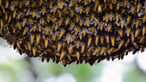 Giant-Honey-Bees-are-known-to-build-large-colonies-of-nest-with-symmetrical-pockets-made-of-wax-for-them-to-store-honey-as-their-food-source