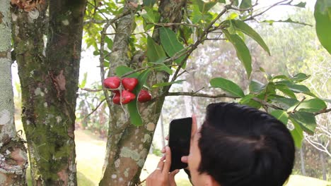 Porträt-Eines-Asiatischen-Mannes,-Der-Einen-Wasserapfel-Oder-Syzygium-Samarangense-Von-Seinem-Frischen-Baum-Fotografiert