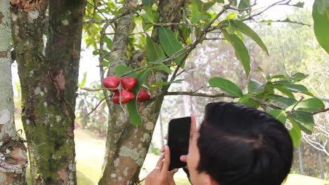 retrato de un hombre asiático fotografiando una manzana de agua o syzygium samarangense de su árbol fresco