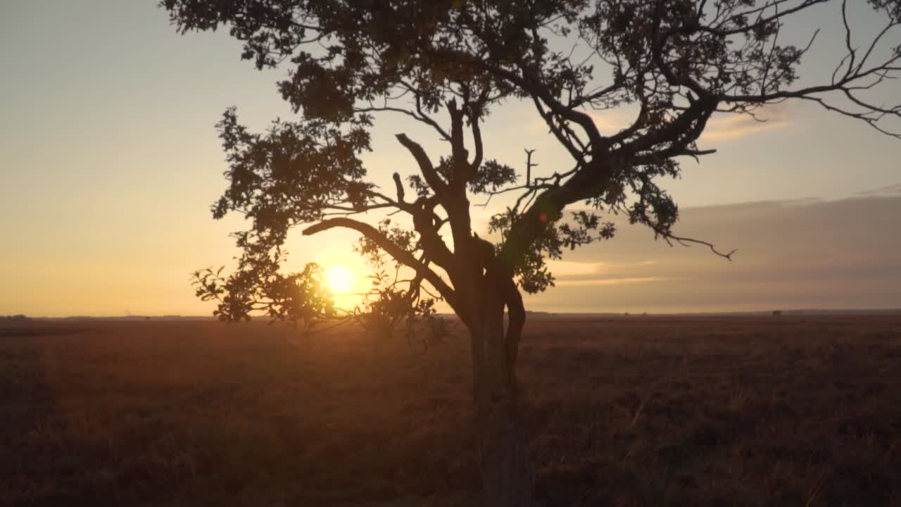 그림자 나무 와 함께 습지 위 에 해가 뜨거나 해가 지는 것
