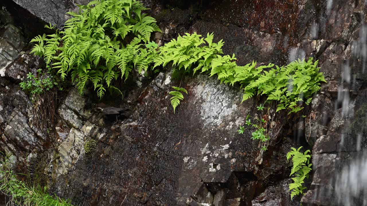White Throated Dipper brings insect to chicks in nest hidden behind small clump of ferns on rocky cliff surface near waterfall.