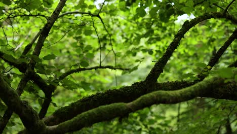 lush green branches with moss in forest