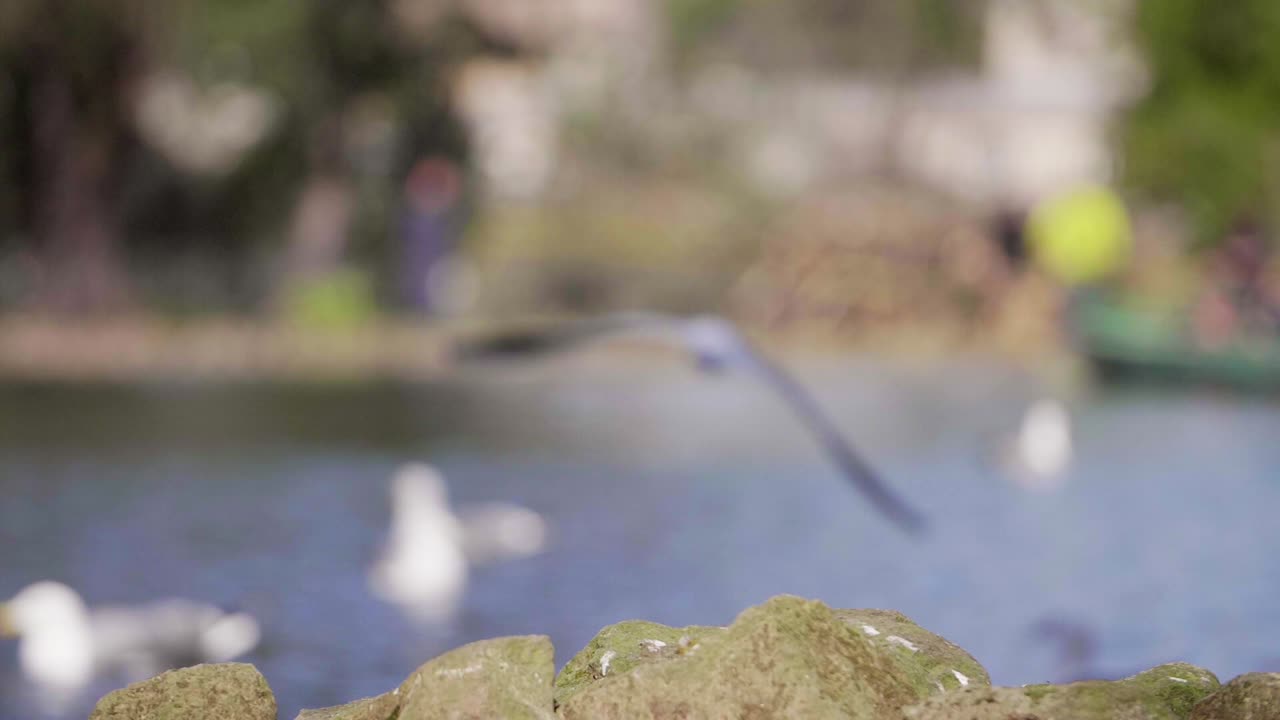 멀리 날아가는 새의 흐릿한 샷