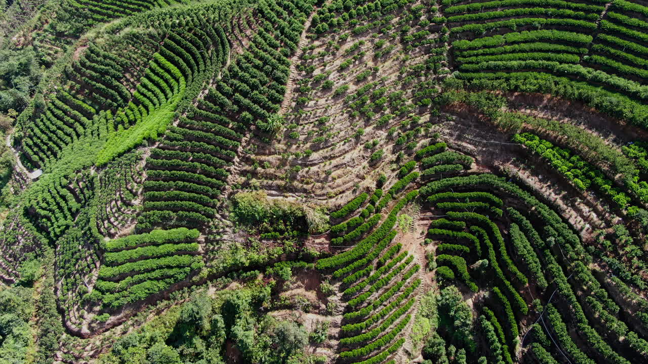 vista aérea de una plantación de té en terrazas