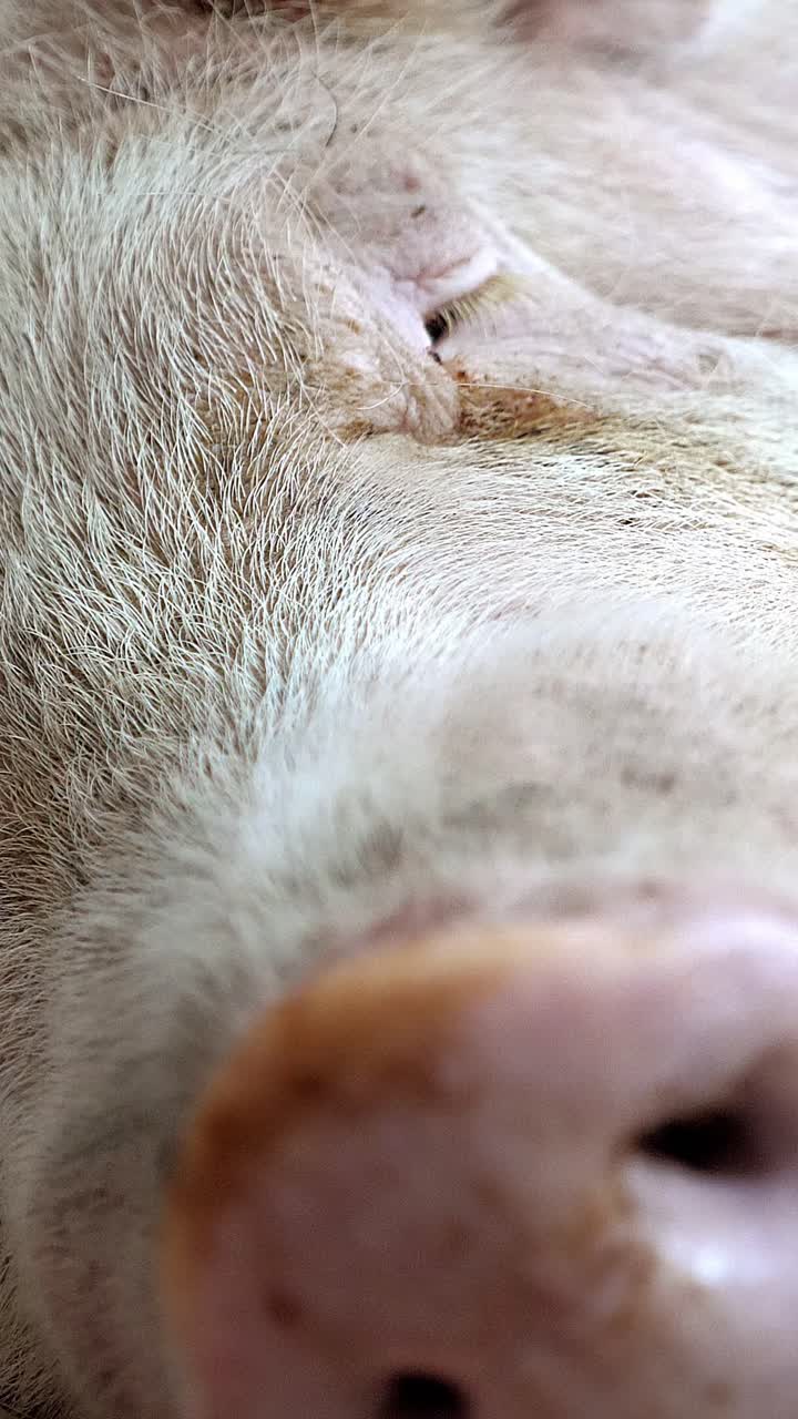 Close-up of a Pig's Nose and Face