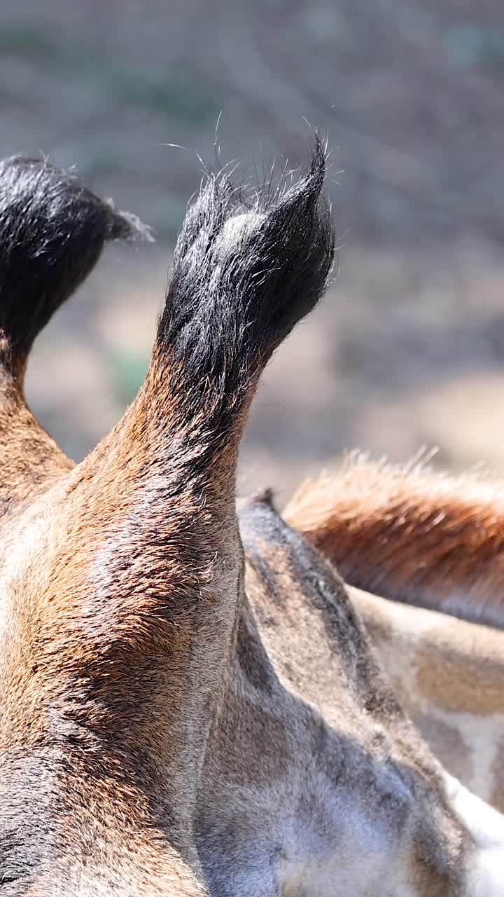 Giraffa che mangia foglie allo zoo di Chonburi