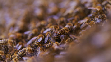 bees carrying pollen to the hive