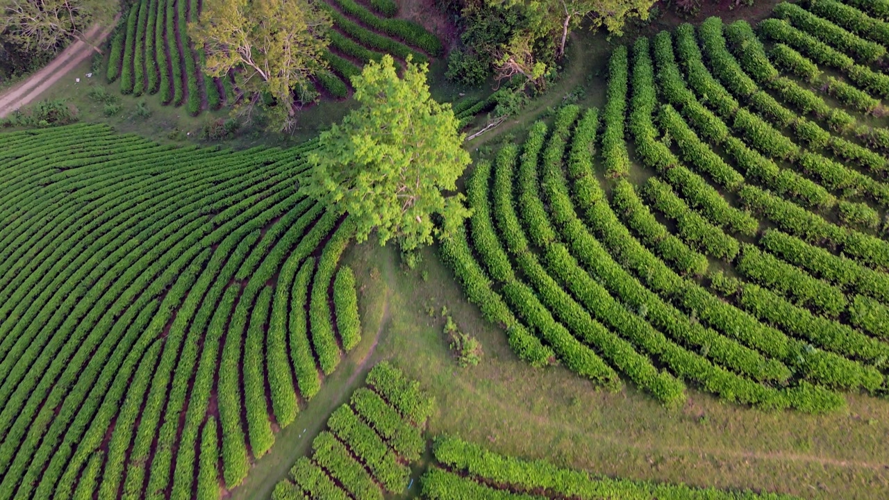 Tea plantation Vietnam. Undulating lumpy waving hills covered in lush green farmland creating a mystic fairytale manicured landscape. Drone Birds Eye fly over early morning.