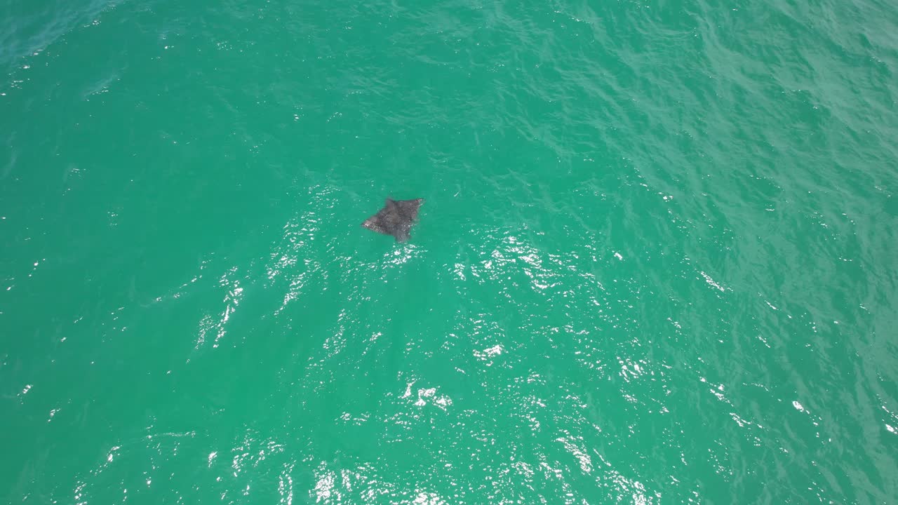 manta ray en palm beach - costa de oro - queensland qld - australia - disparo de avión no tripulado