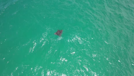 Manta-Raya-En-Palm-Beach---Gold-Coast---Queensland-Queensland---Australia---Disparo-De-Drone