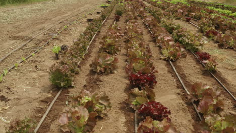 low flight over a lettuce plantation with an american laborer working