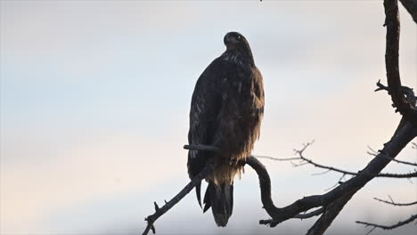 silent observer: kamloops' native eagle