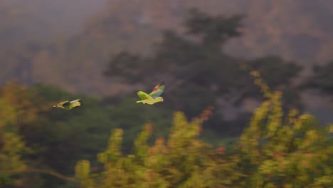 couple of mealy parrots flying over peruvian forest in peru