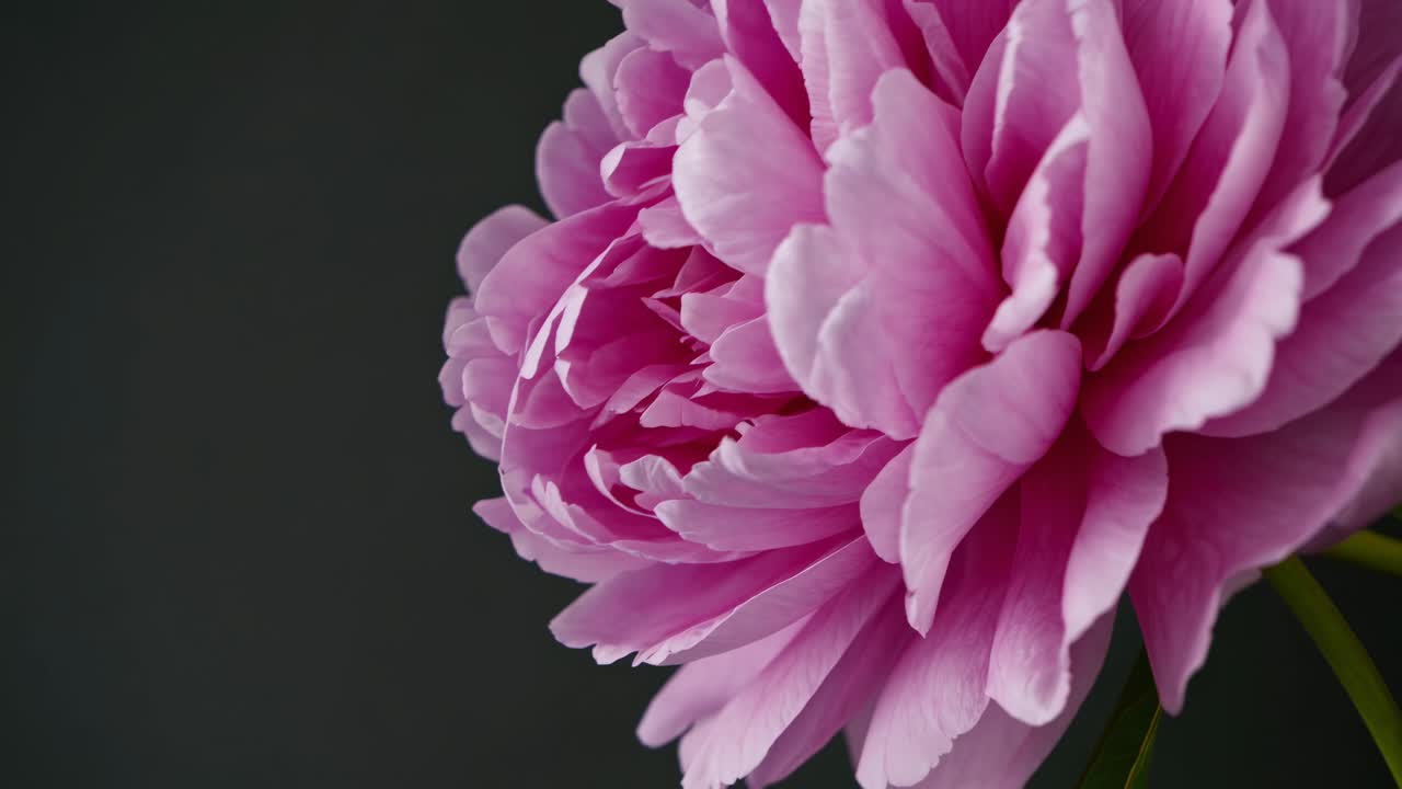 Primo piano laterale di una peonia rosa vibrante su uno sfondo scuro, perfetto per un'atmosfera naturale rilassante
