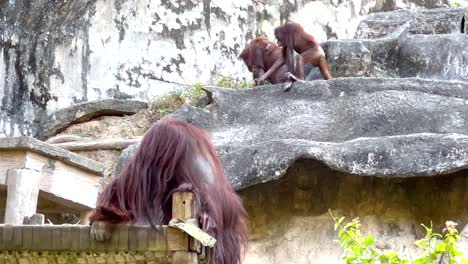 orangutans in a zoo enclosure