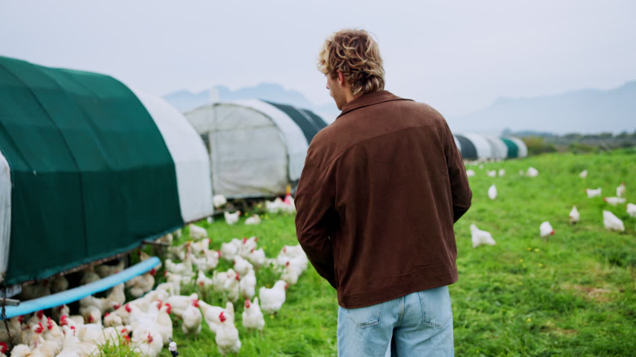 Chickens on a Farm