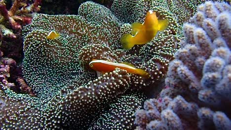 orange small reef fish is playing in it's anemone