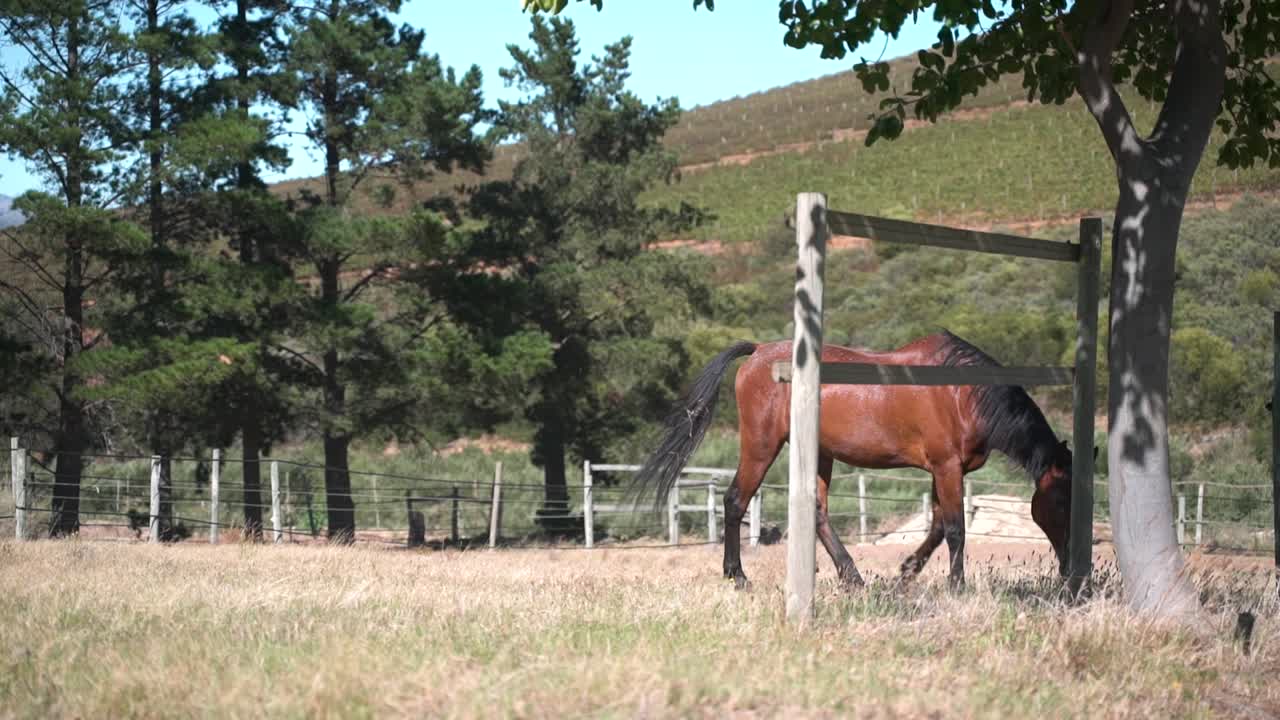 Inquadratura ampia di un cavallo marrone che si alza e cammina per mangiare, a 50fps.