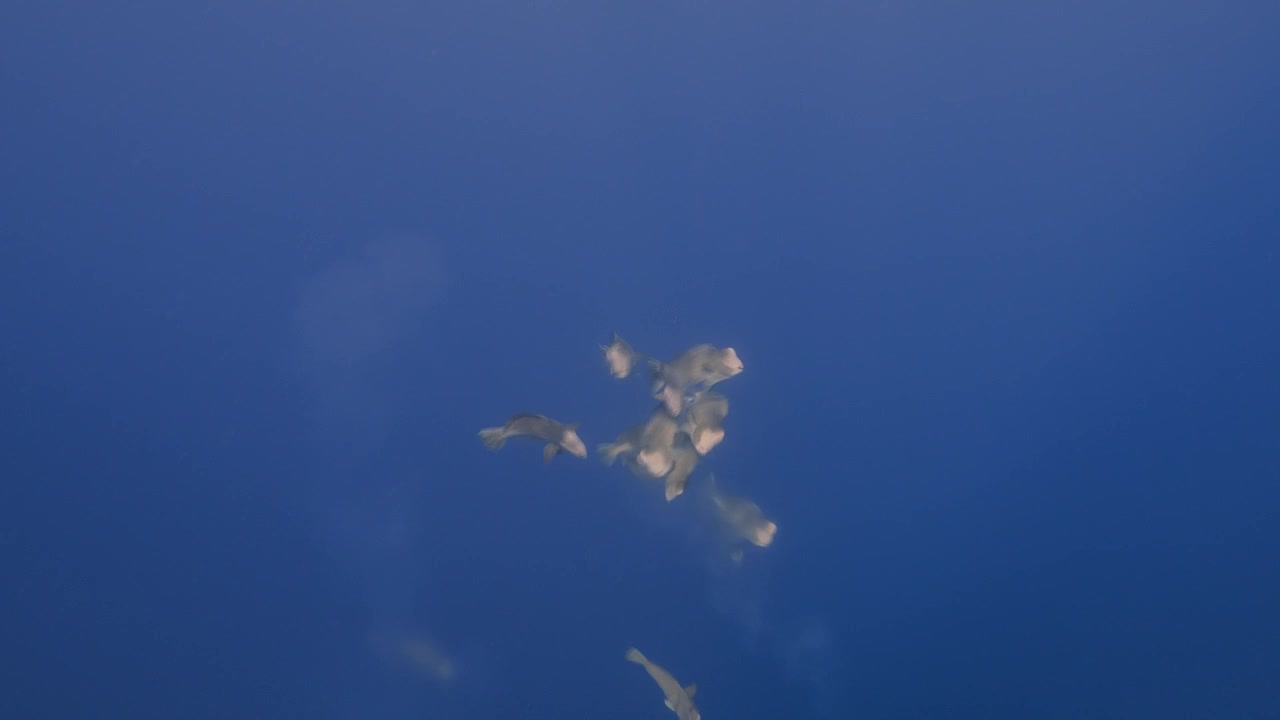 Bumphead parrotfish gathering for spawning, reproduction in Palau, Micronesia
