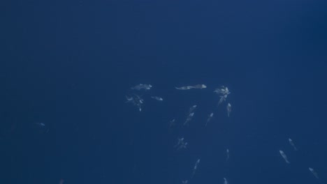 la recolección de peces loro para el desove y la reproducción en palau, micronesia