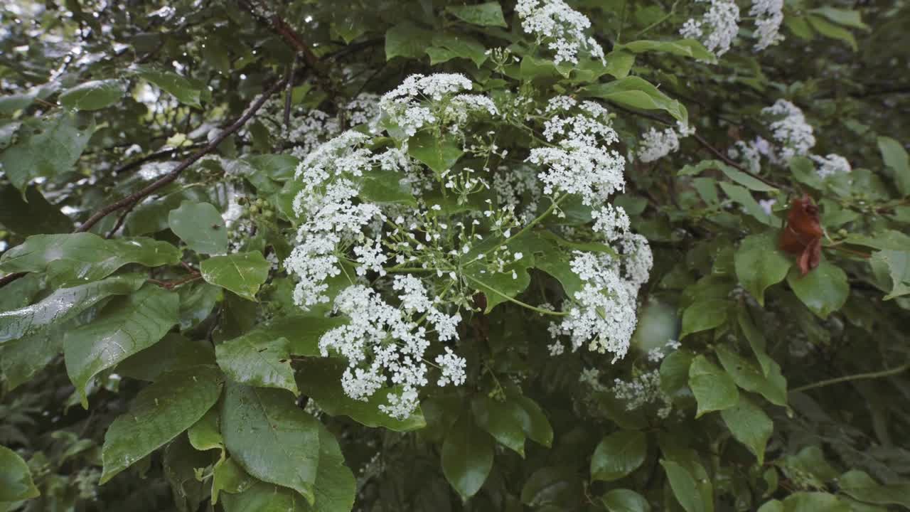 flores blancas en un árbol