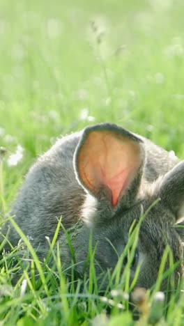 a grey rabbit in green grass