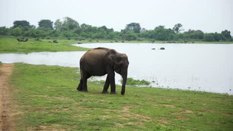 tiro fijo de elefante gris comiendo hierba de campo verde en impresionante reserva de animales, sri lanka