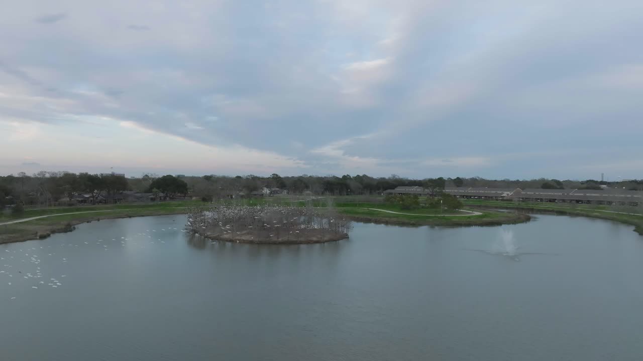 una vista aérea de garzas de ganado volando a la isla de hábitat después de la puesta del sol para anidar en los árboles en la exploración verde, lago claro, houston, texas