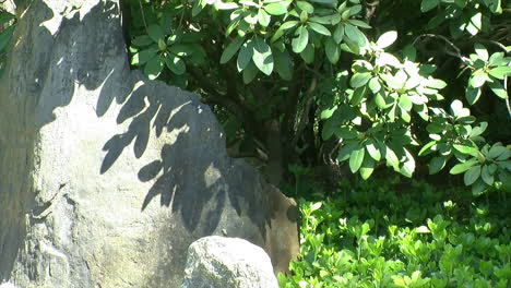 rhododendron leaves cast shadows on a decorative rock in a japanese garden