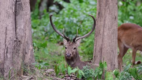 Der-Eldhirsch-Ist-Aufgrund-Von-Lebensraumverlust-Und-Jagd-Eine-Vom-Aussterben-Bedrohte-Art