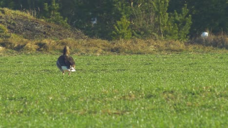 beautiful greylag goose breeding in the green agricultural field northern europe during migration season, sunny spring day, distant medium low angle closeup shot