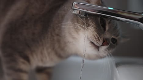 captura de detalle del gato de la casa divertida bebiendo del grifo del fregadero