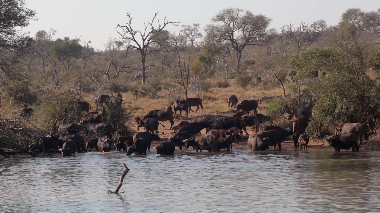 Mandria di bufali del Capo africani si raduna alla pozza d'acqua per bere, spazio per il testo.