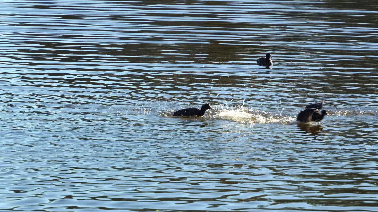 tres coots comunes flotando en un lago de agua dulce con suaves ondas, persiguiéndose entre sí, muestran comportamiento de cortejo al aletear sus alas durante la temporada de apareamiento