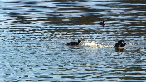 Three-common-coot-floating-on-freshwater-lake-with-gentle-ripples,-chasing-each-other,-display-courtship-behaviour-by-flapping-its-wings-during-mating-season