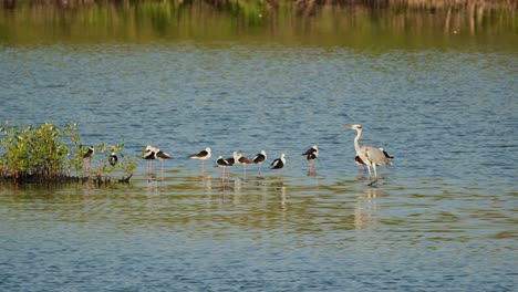 la garza gris ardea cinerea vadeando hacia la izquierda mientras que los pilotes de alas negras himantopus himantupus descansan juntos en una bandada, tailandia
